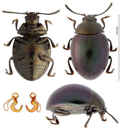 Réf. 317 346 : Phaedon laevigatus